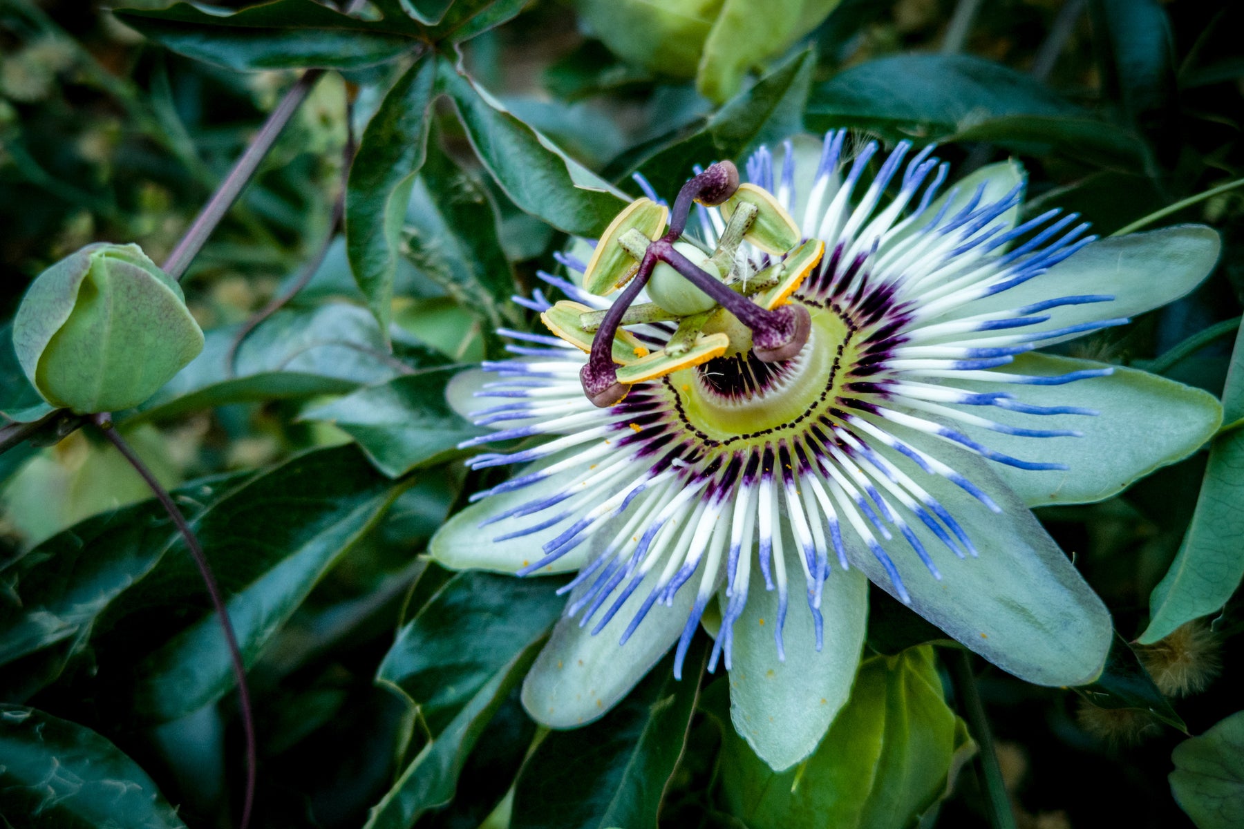 PASSIONFLOWER - PASSIFLORA INCARNATA